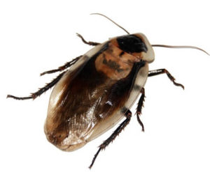 Best Roach Killer - Individual Cockroach