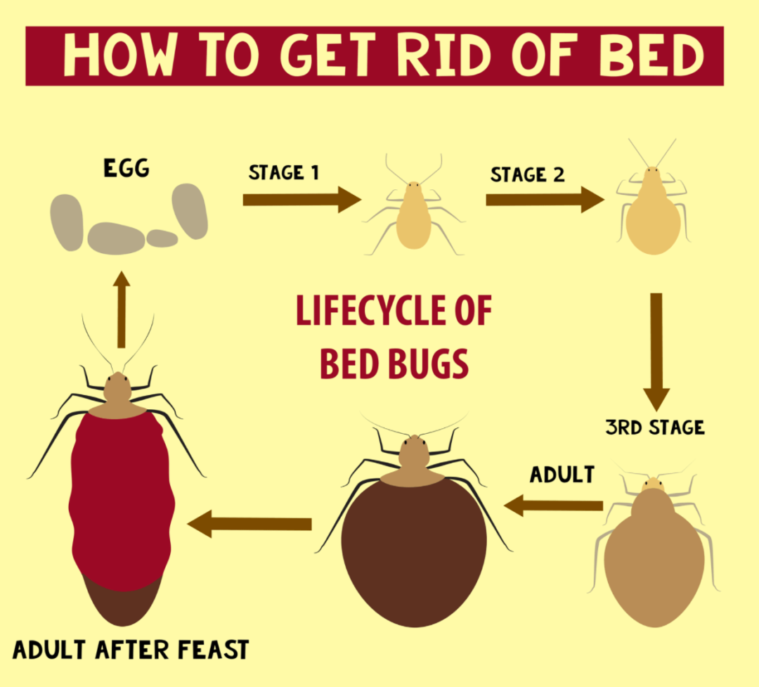 How To Get Rid Of Bed Bugs 2 1080x977 