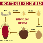 How to get rid of Bed Bugs – Infographic