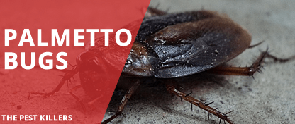Palmetto Bug vs Cockroaches – All you need to know