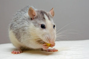 Best Rat Poison - Rat Eating