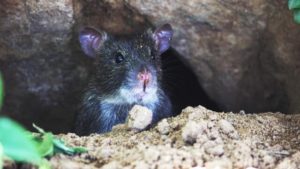Best Rat Poison - Rat Hiding