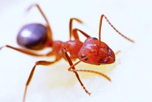 Best Ant Killer - ant close up