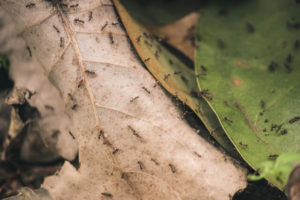 Best Ant Killer - ant on leaf
