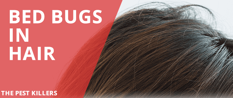 Bed Bugs in Hair: Truth or an Urban Myth - ThePestKillers