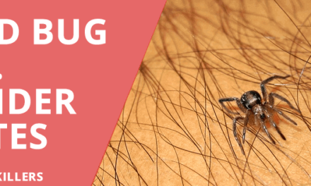 Bed bug vs Spider Bite – All you need to know