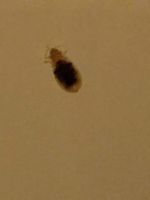 Bed Bug Close up