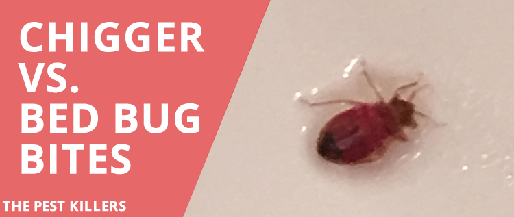 Chigger bites vs bed bug bites: Identify bug bite differences