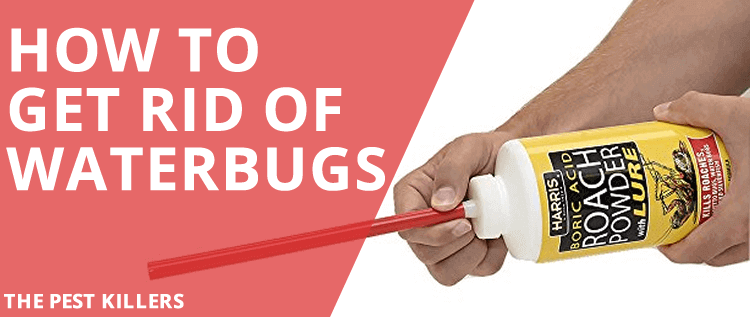 How to get rid of Waterbugs: Effective Home Remedies & Methods