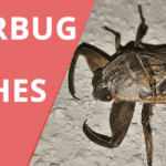 Water Bug vs Roach – Know the difference