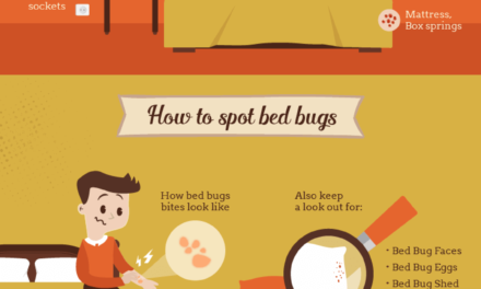 The Guide to Understanding Bed bugs