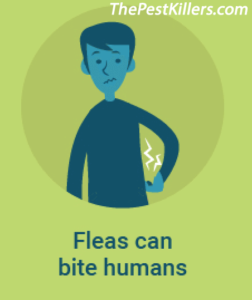 Image of fleas bite human info