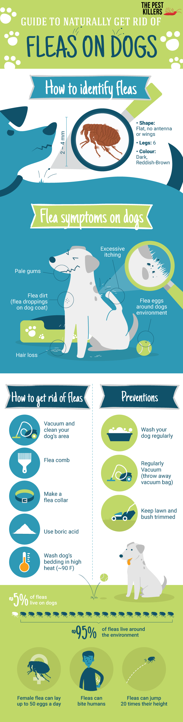 remedies to get rid of fleas on dogs