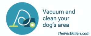 Image of vacuum fleas info