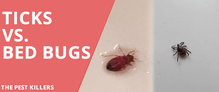 Tick vs Bed bug: Same look, Different Bite