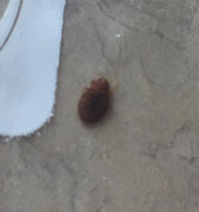 Carpet Beetle Bites The Invasion Of