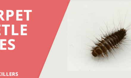 Carpet Beetle Bites: The Invasion of Harmless Bugs