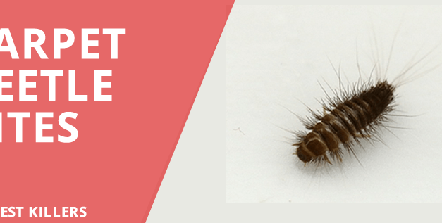 Carpet Beetle Bites: The Invasion of Harmless Bugs