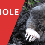 Best Mole Traps 2018 – Ethical Alternatives to get rid of moles