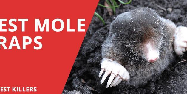 Best Mole Traps 2018 – Ethical Alternatives to get rid of moles