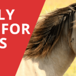 11 Best Fly Spray for Horses – Ultimate Guide 2018