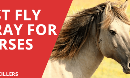 11 Best Fly Spray for Horses – Ultimate Guide 2018