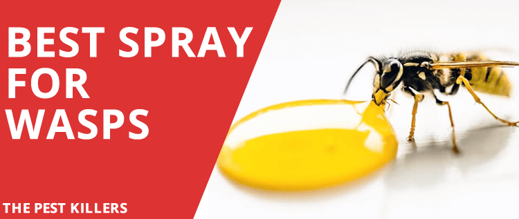 8 Best Wasp Spray – Keep Wasp & Hornets Away (Ultimate Guide)