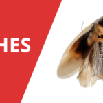Baby Roaches – What you need to know