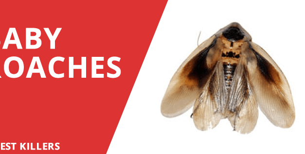 Baby Roaches – What you need to know