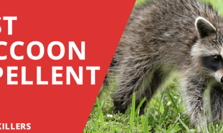 Best Raccoon Repellent – Top 5 Deterrent