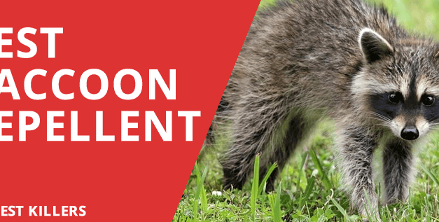 Best Raccoon Repellent – Top 5 Deterrent