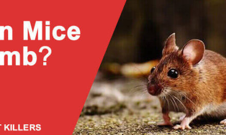 Can mice Climb – Prevent a Mice Infestation