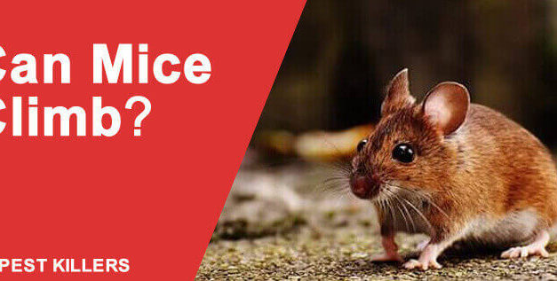 Can mice Climb – Prevent a Mice Infestation