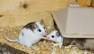 Two mouses in hideout
