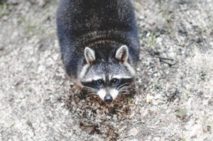 Raccoon Closeup