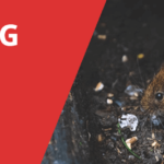 Killing Rats with Coke – Does this alternative really work?